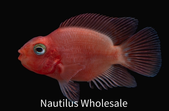 Picture of CICHLID: PARROT BLOOD SM *ON SPECIAL*