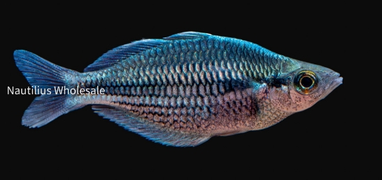 Picture of RAINBOW: KAMAKA MD *5 COUNT FREE FISH*