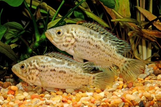Picture of CICHLID: CUBAN 3" *4 COUNT FREE FISH*