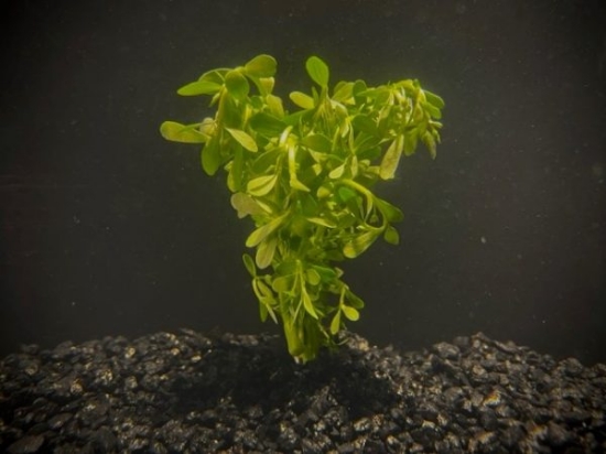Picture of LEADED BUNCHES: MONEYWORT
