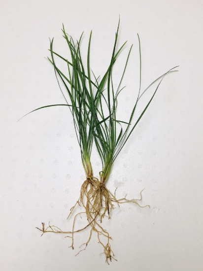 Picture of BOG PLANTS-BAREROOT: MONDO GRASS
