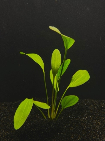 Picture of SWORD: RED RUBIN MEDIUM