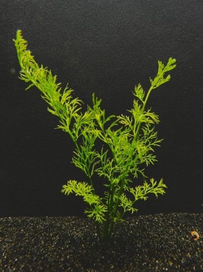 Picture of FERN: WATER SPRITE (LACE LEAF) LARGE (NO. CANADA)
