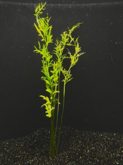 Picture of WATER SPRITE (INDIAN FERN) LG (NO. CANADA)