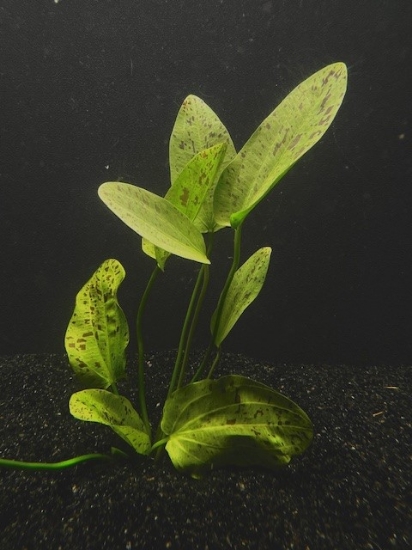 Picture of SWORD: OZELOT GREEN MEDIUM