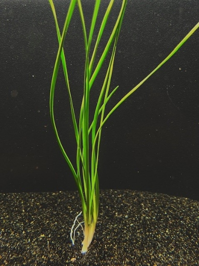 Picture of MISCELLANEOUS: WATER ONION (DWARF)