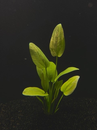 Picture of SWORD: MARBLE QUEEN XL