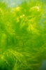 Picture of LEADED BUNCHES: MYRIO (GREEN) (NO. ME, CANADA)