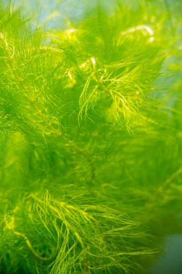 Picture of LEADED BUNCHES: MYRIO (GREEN) (NO. ME, CANADA)