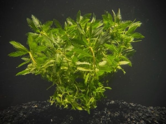 Picture of LEADED BUNCHES: MERMAID