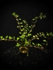 Picture of LEADED BUNCHES: LUDWIGIA, ARCUATA (NEEDLE LEAF)