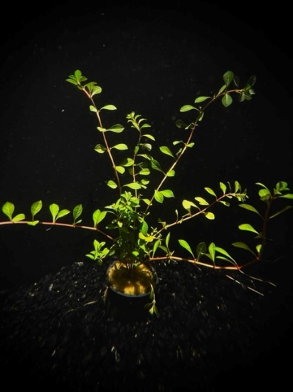 Picture of LEADED BUNCHES: LUDWIGIA, ARCUATA (NEEDLE LEAF)
