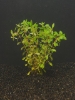 Picture of LEADED BUNCHES: LUDWIGIA, ARCUATA (NEEDLE LEAF)