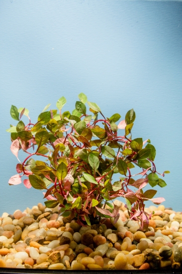 Picture of LEADED BUNCHES: LUDWIGIA "SUPER RED MINI"