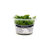 Picture of PLANT IN A CUP: MONTE CARLO - 4oz CUP 