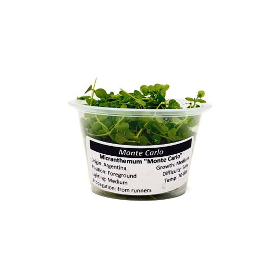 Picture of PLANT IN A CUP: MONTE CARLO - 4oz CUP 