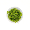 Picture of PLANT IN A CUP: MONTE CARLO - 4oz CUP 