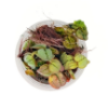 Picture of PLANT IN A CUP: RED ROOT FLOATER - 4oz CUP 