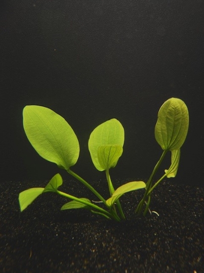 Picture of SWORD: RADICAN LARGE