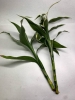 Picture of BOG PLANTS-BAREROOT: SANDERIANA VARIEGATED