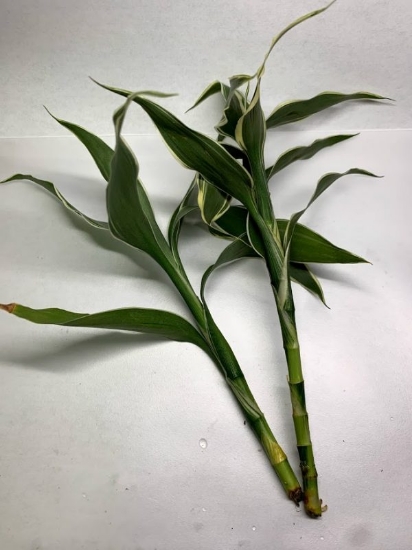 Picture of BOG PLANTS-BAREROOT: SANDERIANA VARIEGATED