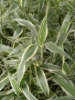 Picture of BOG PLANTS-BAREROOT: SANDERIANA VARIEGATED