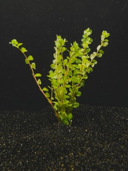 Picture of LEADED BUNCHES: ROTALA MACRANDA