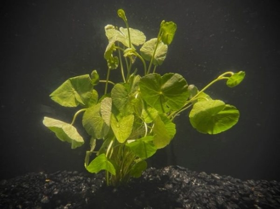 Picture of LEADED BUNCHES: PENNYWORT, BRAZILIAN