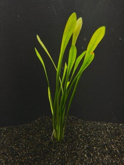 Picture of SAGITTARIA: SUBULATA (NARROWLEAF)