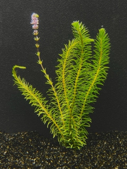 Picture of LEADED BUNCHES: ROTALA WALLICHII