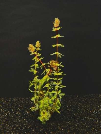 Picture of LEADED BUNCHES: PARROT'S FEATHER DWARF RED STEM (NO. NH, MI)