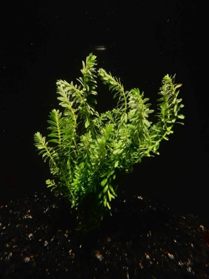 Picture of LEADED BUNCHES: ROTALA NANJENSHAN
