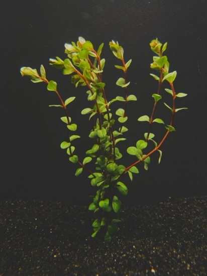 Picture of LEADED BUNCHES: ROTALA VIETNAM