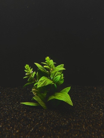 Picture of STAUROGYNE