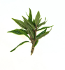 Picture of STAUROGYNE