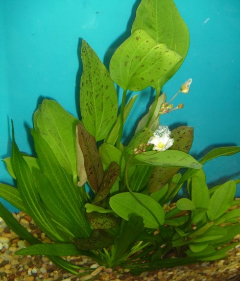 Picture of SWORD: MIX - TRUE AQUATIC MD