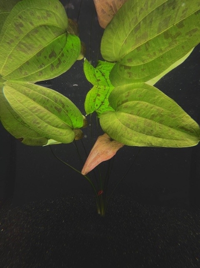 Picture of SWORD: STARDUST XL