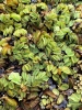Picture of SURFACE VARIATES: BY POUND - SALVINIA MINIMA (NO. CANADA, LA, OH,OK, TX)