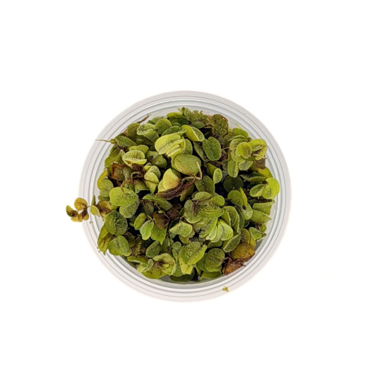 Picture of PLANT - SALVINIA PORTION (NO. CANADA, MA, LA, OH, OK, TX, IL, NC, FL)