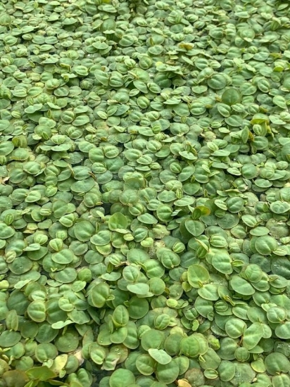 Picture of SURFACE VARIATES: BY POUND - RED ROOT FLOATER 1/4IB