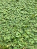 Picture of SURFACE VARIATES: BY POUND - RED ROOT FLOATER 1/2 LB 