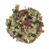 Picture of PLANT SOLD BY WEIGHT: RED ROOT FLOATER 1 LB 