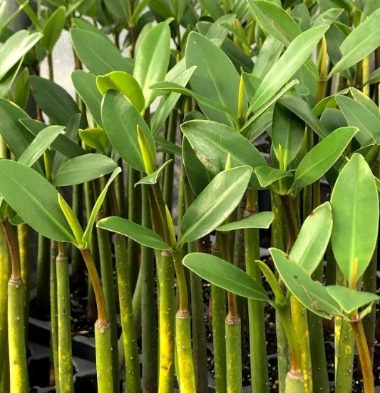 Picture of MANGROVE, RED 