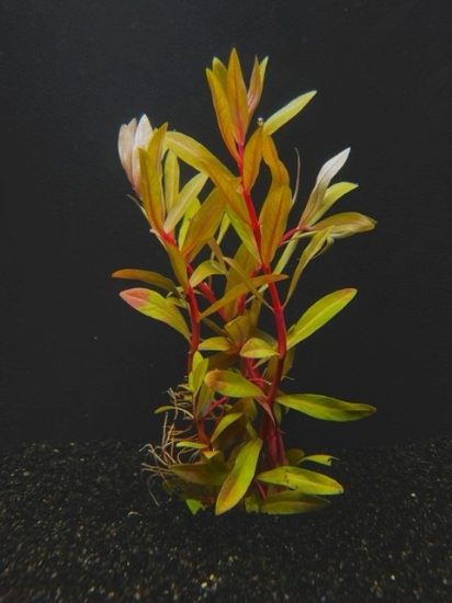 Picture of LEADED BUNCHES: NESAEA GOLDEN 