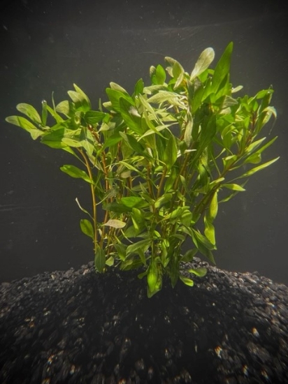 Picture of LEADED BUNCHES: LUDWIGIA WHITE