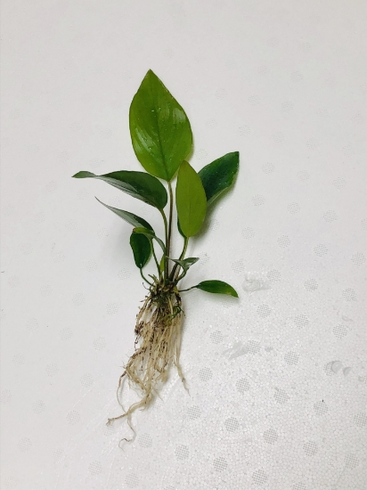 Picture of ANUBIAS: HASTIFOLIA XLG 