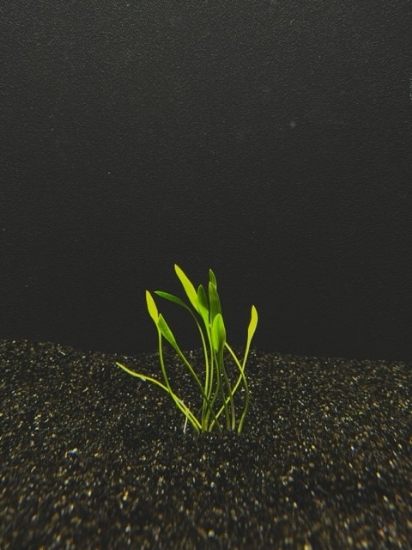 Picture of CRYPTOCORYNE: PETCHII MD