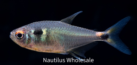 Picture of TETRA: HEAD & TAIL LIGHT *35 COUNT FREE FISH*
