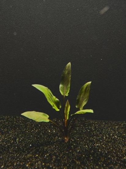 Picture of CRYPTOCORYNE: WENDTII RED MD