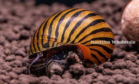 Picture of SNAIL: ZEBRA NERITE
